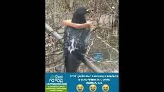 Голубь с ожирельем из хлеба был замечен 9 февраля в Белореченске