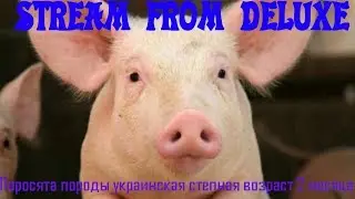 Поросята породы украинская степная возраст 2 месяца