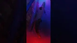 THAT'S GIGANTIC