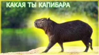 КАКАЯ ТЫ КАПИБАРА ПО ЗНАКУ ЗОДИАКА ?! УЗНАЙ В ЭТОМ ТЕСТЕ