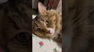 Накосячил и в кусты 😬🤭