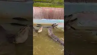 What does an alligator sound like?