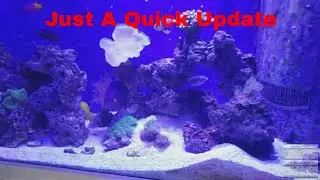 125 gallon reef tank update - 4 7 19