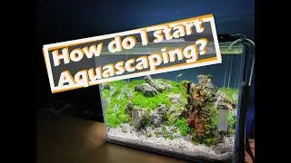 Aquascape Tutorial | How do I start aquascaping?