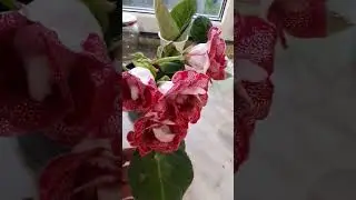 I am propagating a very beautiful gloxinia using a leaf.