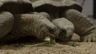 Join us for Tortoise Tales