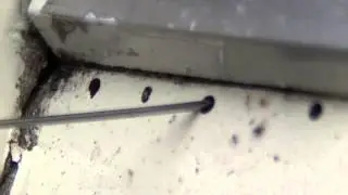 Woodworm how to get rid of it using white spirit (terpentine)