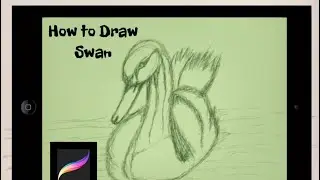 Pencil Drawing Swan with Procreate & Swan Swimming in the Lake Drawing