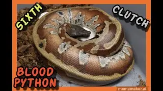 CBE Stripe Het T- Albino x CBE Stripe Het T- Albino Blood Python Clutch!