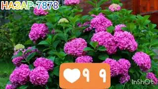 🌹БЕХТАРИН🌹НАШИДИ🌹ФОРСИ🌹