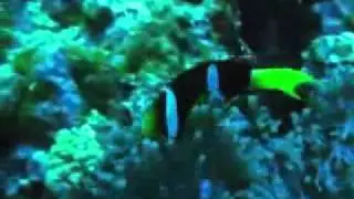 A Close-Up Scuba Diving Video of an Anemone Fish, Maldives.flv