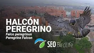 HALCÓN PEREGRINO ·🔴DIRECTO · Zamora, Castilla y León, España || 🔴LIVE Peregrine Falcon, Spain.