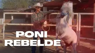 NO SE DEJA TOCAR las orejas y patas