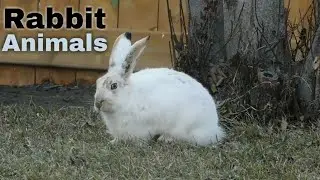 Beautiful Rabbit Videos 
