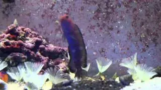 Male Redhead Jawfish Pre-spawn