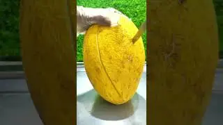 cantaloupe fruit #cantaloupe #muskmelon #foodshorts #fruit #cuttingskills #shortsfeed #fruitcutting