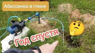 АБИССИНКАЯ СКВАЖИНА В ГЛИНЕ ГОД СПУСТЯ!👍👌💦