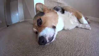 WAKE UP CORGIS! - Sony Action Cam HDR-AS10 Indoor Light Test Video