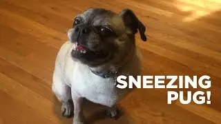 Sneezing Pug