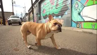 Frenchie running in slow motion. Virtika.com