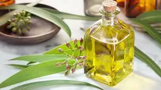 Experience the Power of Eucalyptus Radiata Essential Oil | Uses and Benefits | Aarnav Global Exports