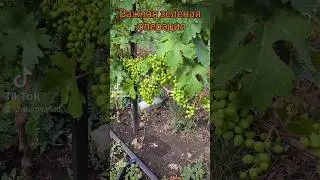 Как правильно пасынковать виноград #винограддонецка #уходзавиноградом
