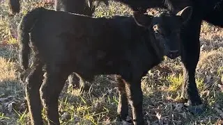 November 27, 2023  Smokey the new bull calf!