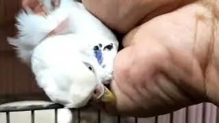 Transferring them into a new house (cage)