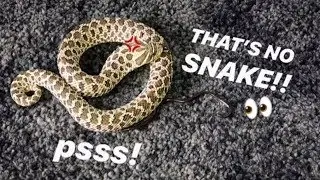 My ANGRY “Cobra”, Pissy meets a BLIND SNAKE !!! ~ He went INSIDE my CARPET !!!