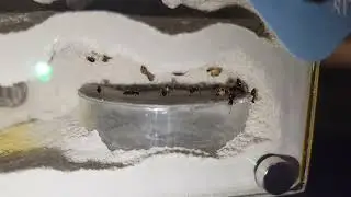 Prenolepis imparis colony in a Tarheelants Bifurcated mini hearth