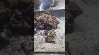 What it’s like to clean a MANTIS SHRIMP tank!