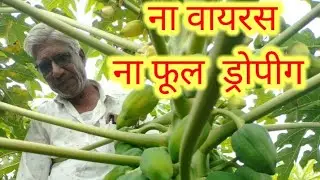 ना वायरस ना पपीता फूल ड्रोपीग #हर वर्ष की तरह इस सालभी जबरदस्त उत्पादन लिया किसान अंबालाल जीपाटीदार