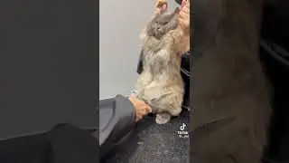 Fanny cat from tik-tok #animals #cute #funnyvideo #tiktok #cats #amsterdam #nature #funny #travel