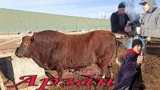 Шымбай мал базар/27-Ноябр/Shimbay mal bazar/mal bazar 2022/мал базар 2022/Скотный рынок/Dem bermes