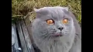Прикольный говорящий кот