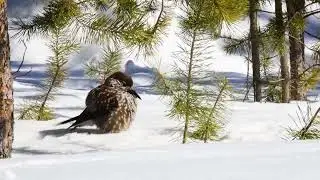 Снег в мае | Snow in May | Видео 4К | 4K video