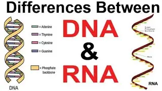 DNA or RNA me antar|| Difference between DNA and RNA||