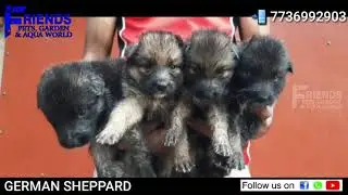 German Sheppard
