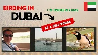 Birding in Dubai as a Solo Woman