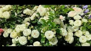 Дневник обрезки (17.10). Обрезка шраба Артемис