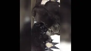 Продажа щенков ВЕО