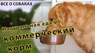 Чем кормить собаку? Натуральная еда vs коммерческий корм.