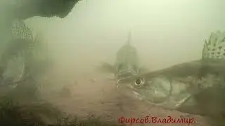 Приветливый рак.