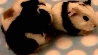 1 Day Old Baby Boy Guinea Pigs