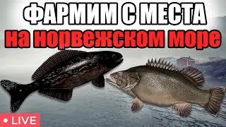 РР4 СТРИМ • ЛУЧШАЯ ТОЧКА ДЛЯ ФАРМА НА НОРВЕЖСКОМ МОРЕ  • РОЗЫГРЫШИ • РУССКАЯ РЫБАЛКА 4