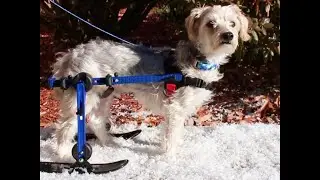 Walkin' Pets Ski Attachment