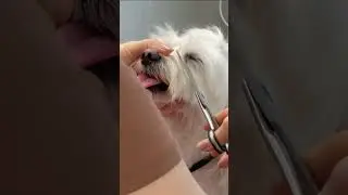 Maltese girl tidy up