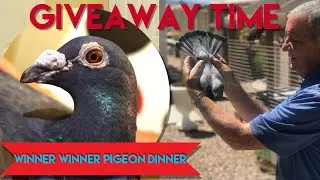 GIVEAWAY WINNER ANNOUNCEMENT!!! #pigeonracing #pigeonloft #vfloft