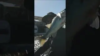 Kayak fishing is messy. #kayakfishing #largemouthbass #fishing