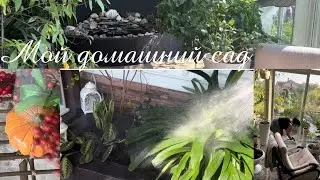 Мои домашние растения, готовлю к зиме зимний сад, Уборка 🧽 пересадка 👩🏻‍🌾, осенний декор 🍂